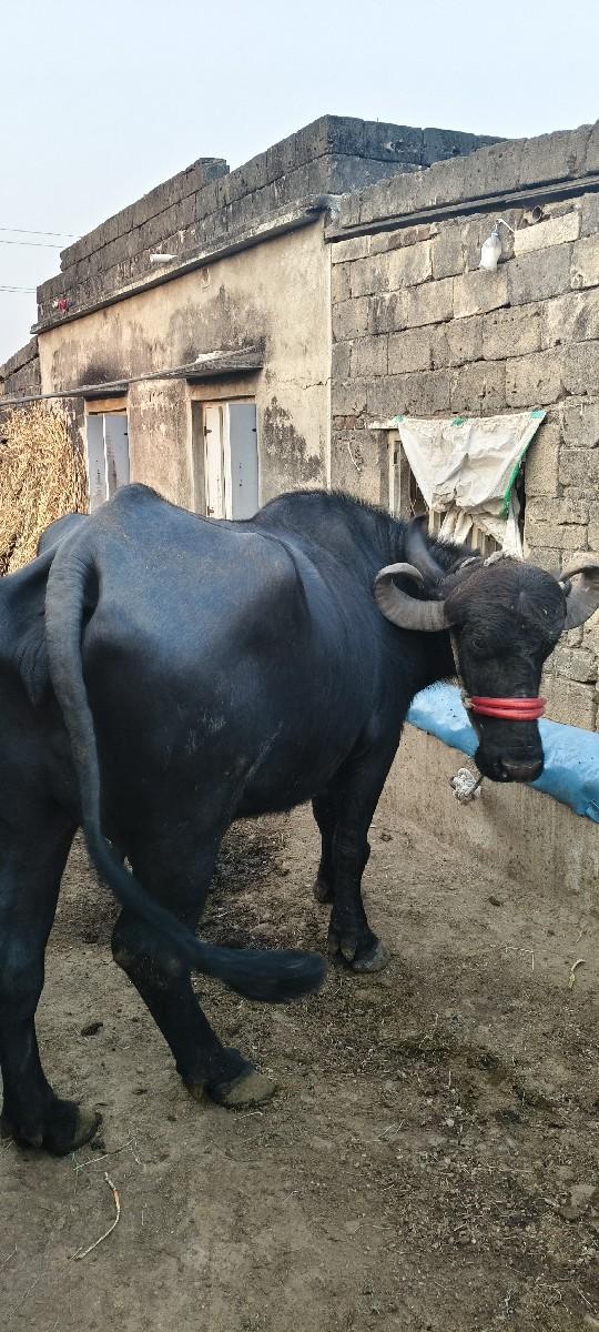 થંબનેલ 2