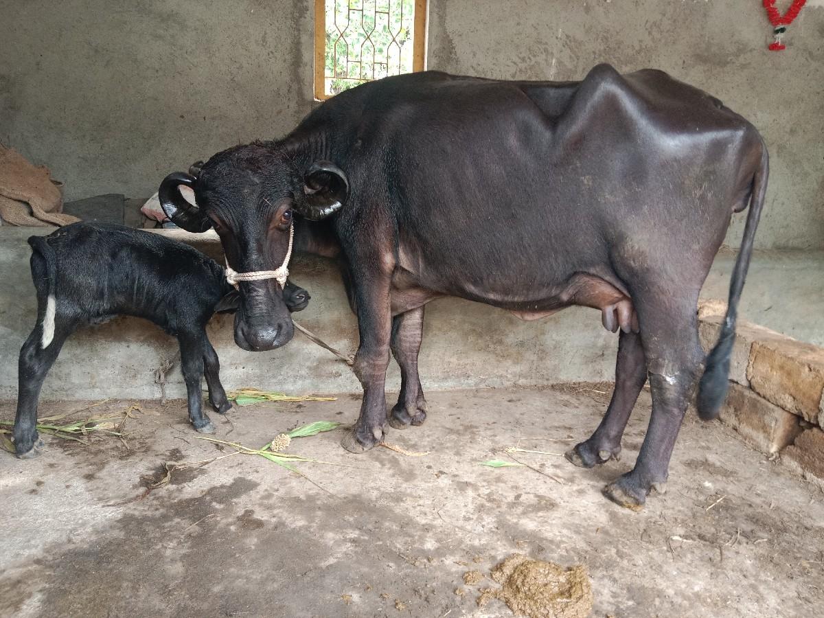 ભેંસ વેચવાની છે