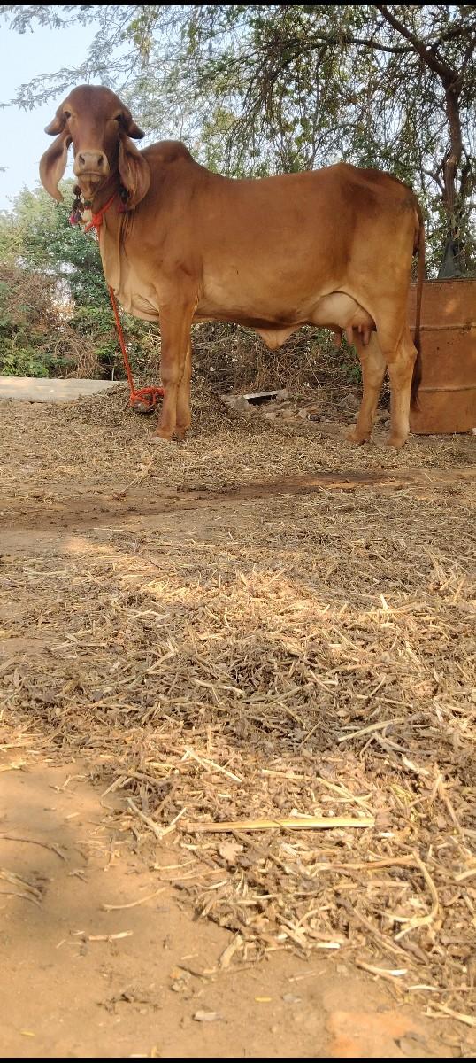 પ્યોર સ્વર્ણ કપિલા ગીર