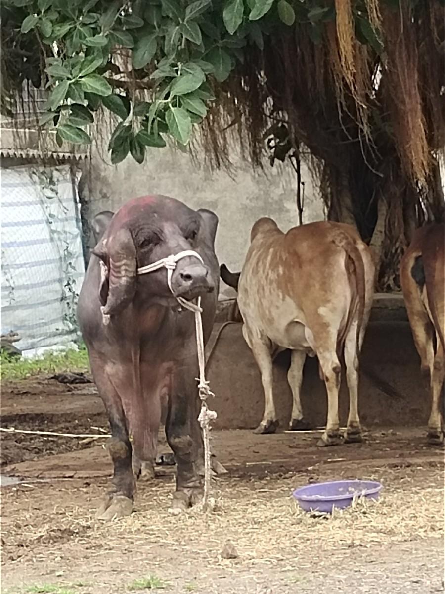 જાફરાબાદી પાડો