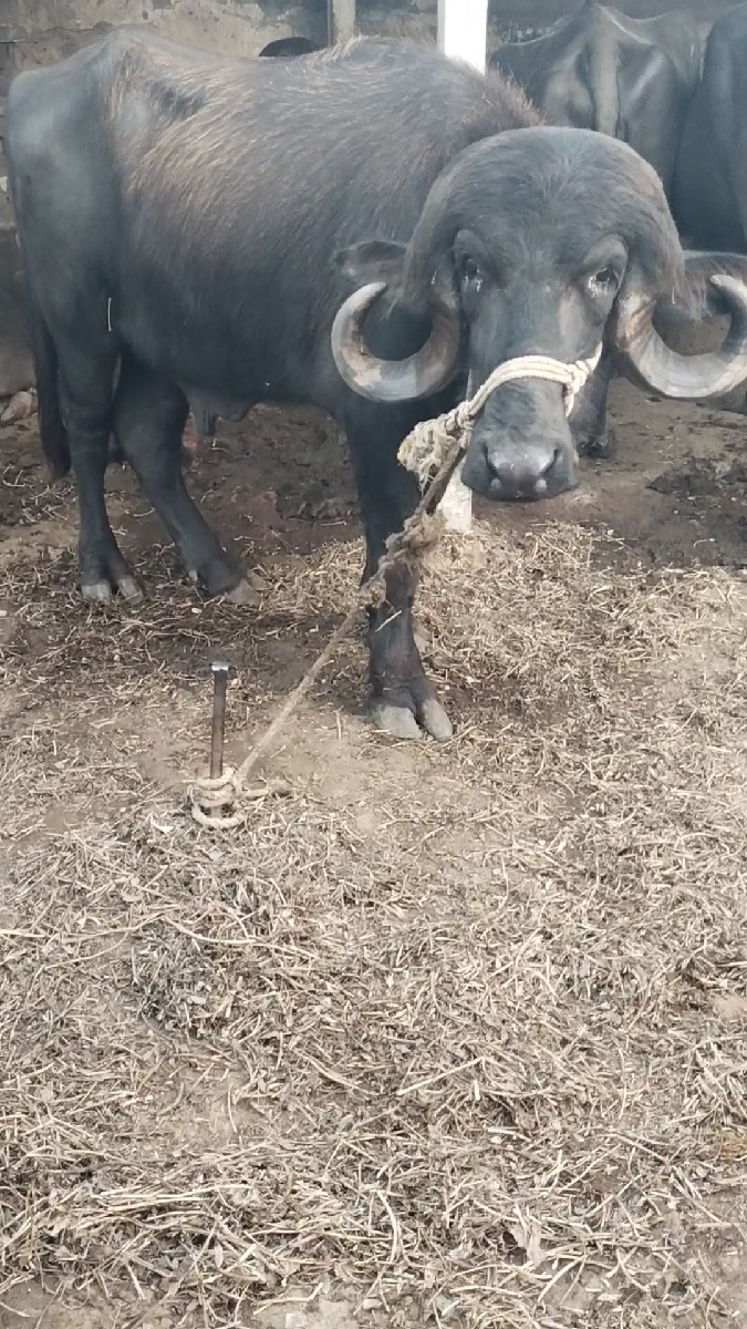 પાડો વેચવાનો છે