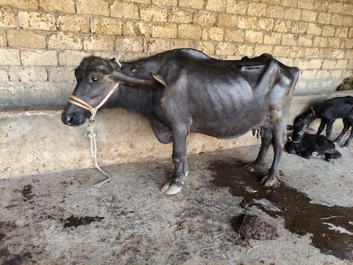 થંબનેલ 5