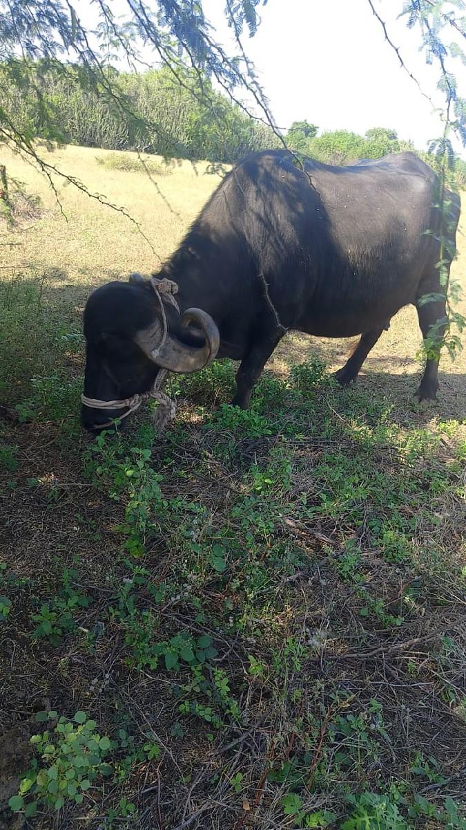 થંબનેલ 2