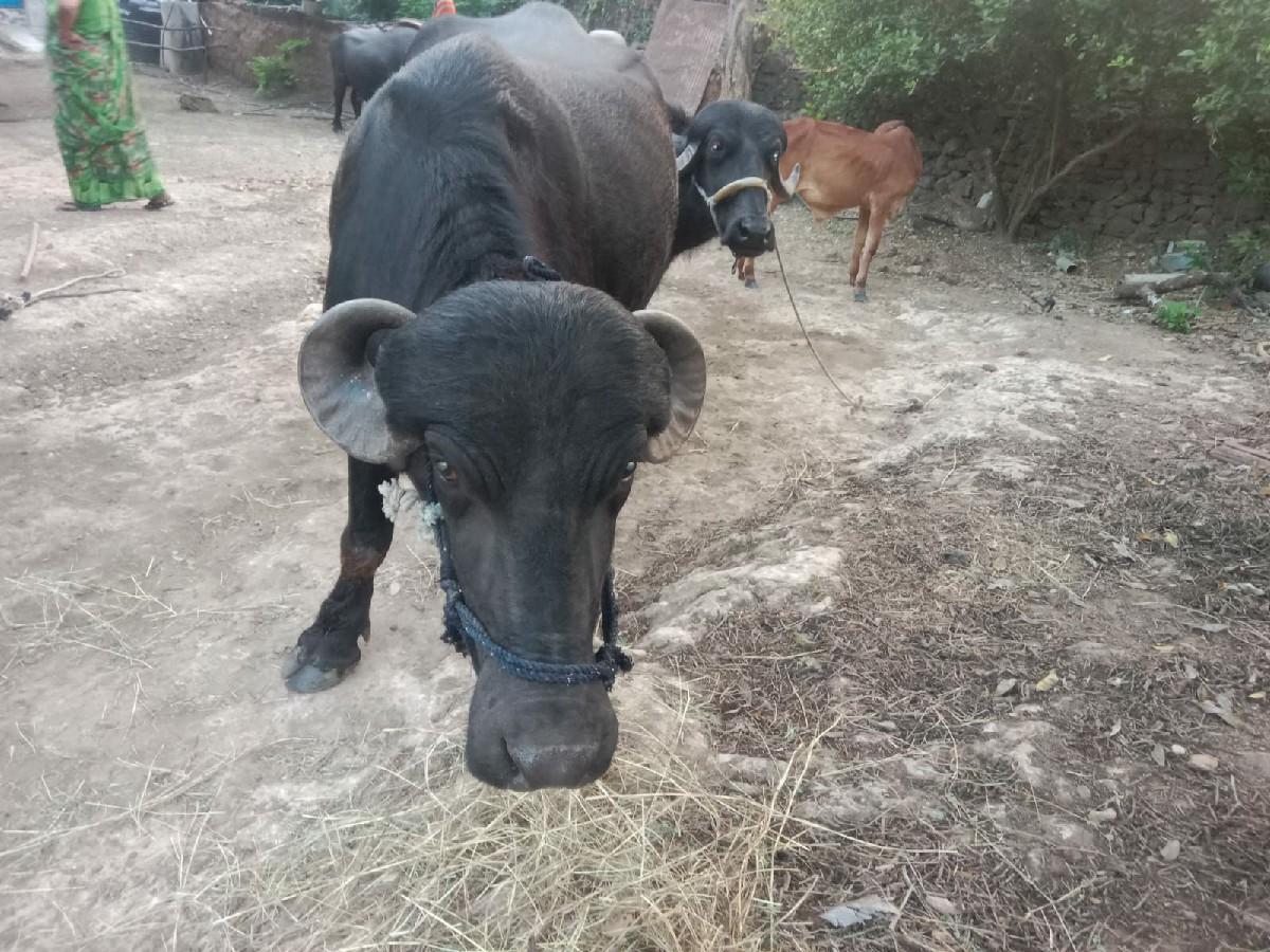 ભેશ વેચવાની છે