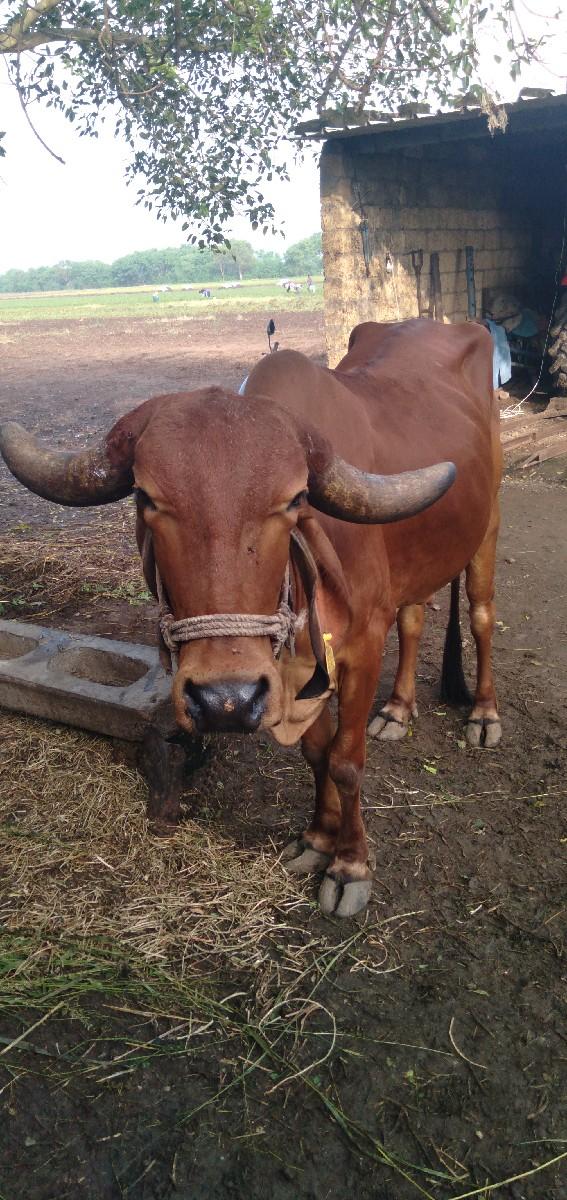 थंबनेल 3