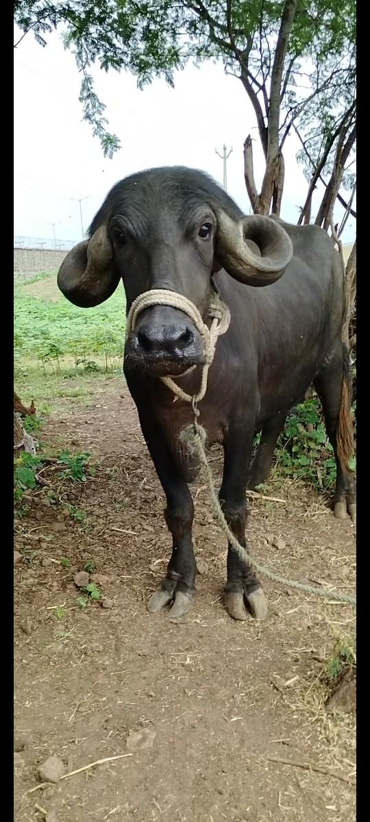 ખળેલી વેચવાની છે ઠાલી