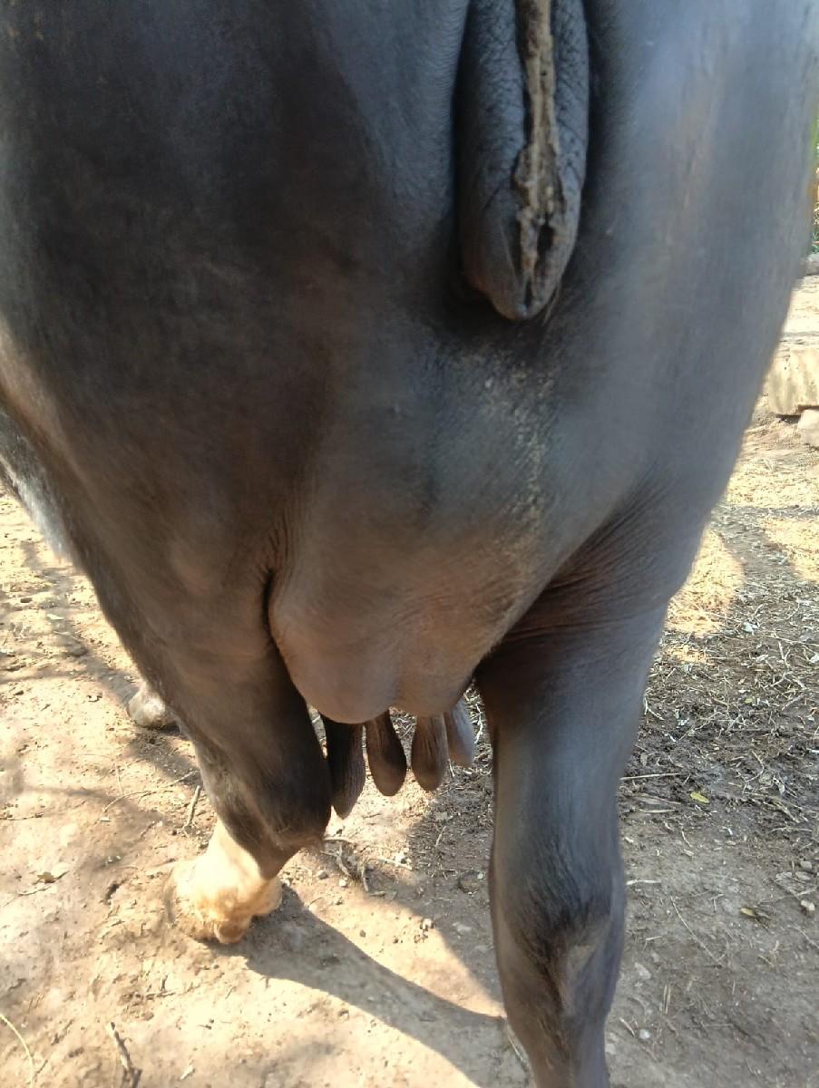 ભેંસ વેચવાની છે