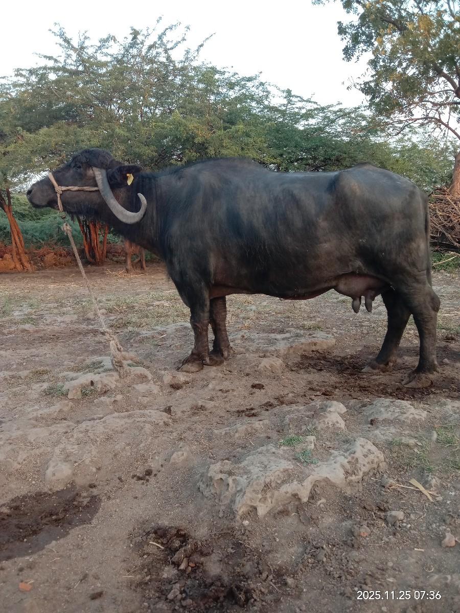 થંબનેલ 3