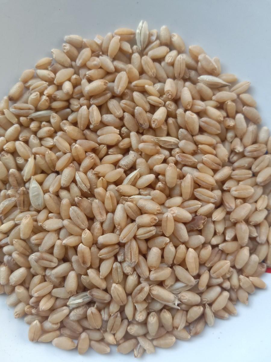 ધંઉ વેચવા ના છે