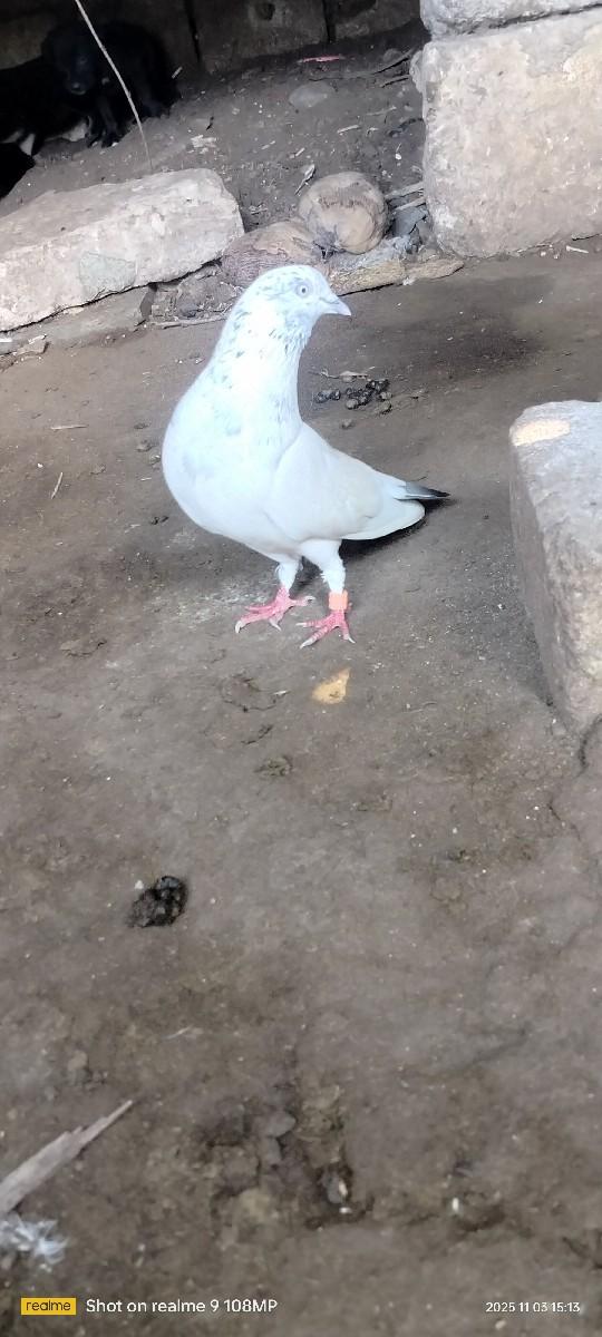 થંબનેલ 3