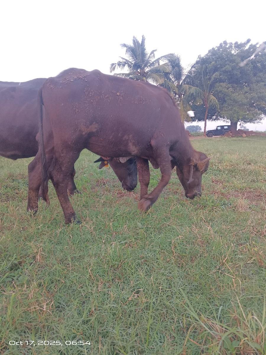 khaleli vechvani chhe