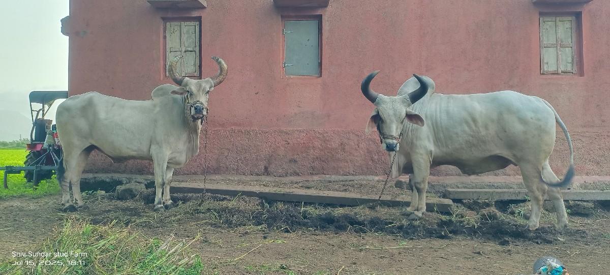 થંબનેલ 2