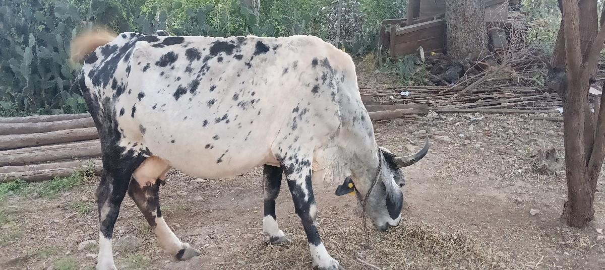 વેચવાની