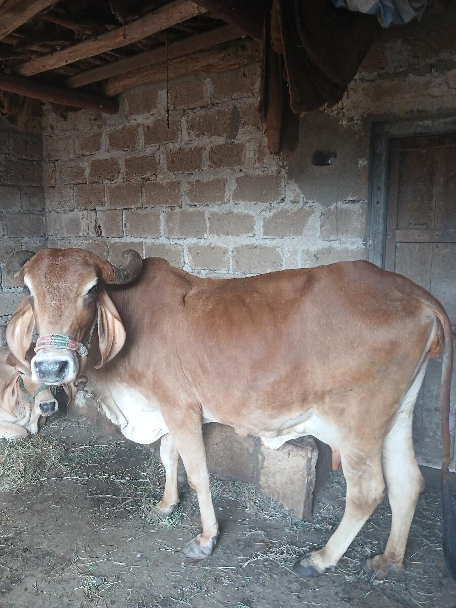 થંબનેલ 3