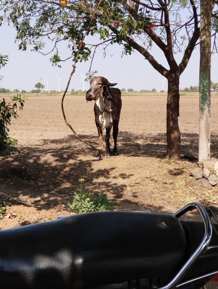 થંબનેલ 2