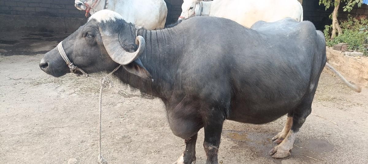 થંબનેલ 2