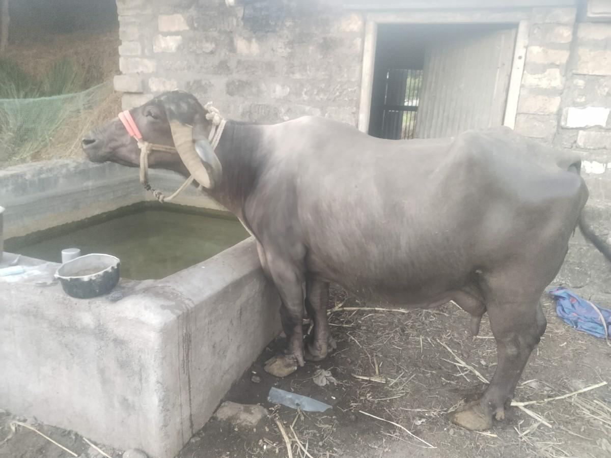 થંબનેલ 2