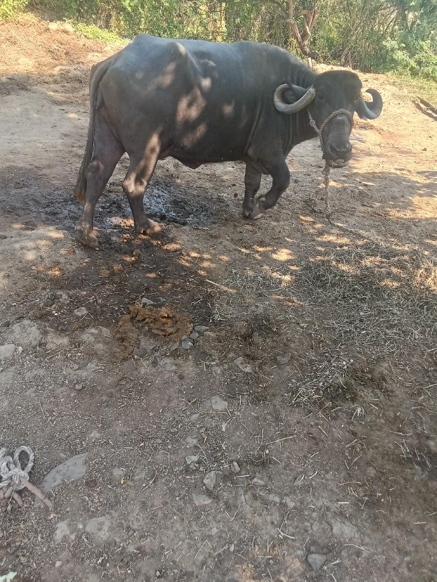 થંબનેલ 3