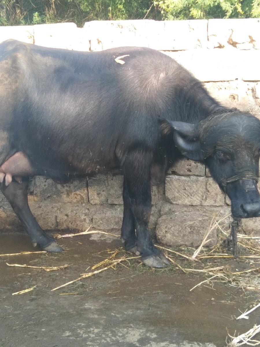 Jila Taluka Porbandar Gaon Mande R