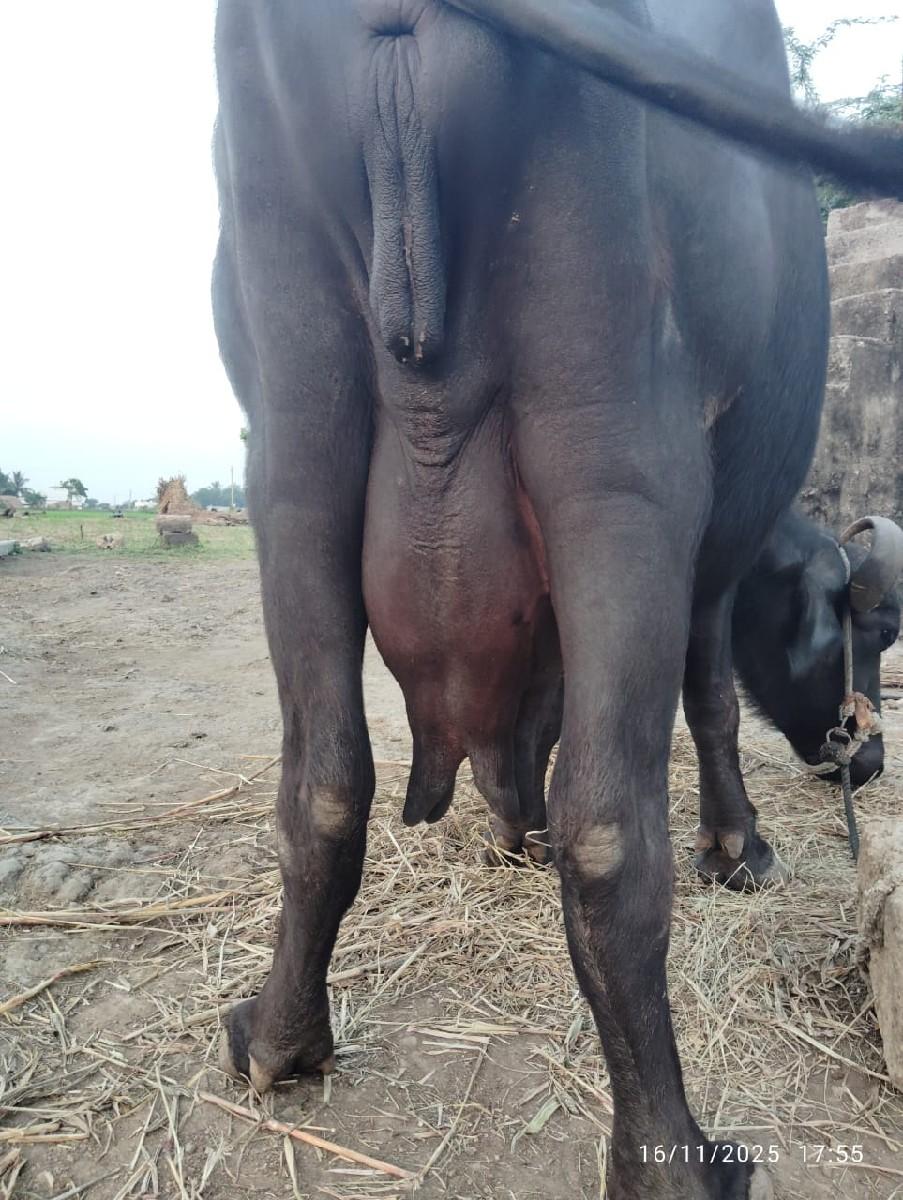 થંબનેલ 3