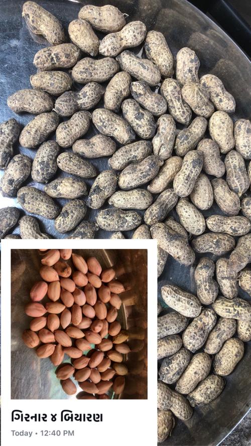 ગિરનાર 4 માંડવી બિયારણ માં આપવાની છે 
વરસાદ પેલા સચવાયેલ છે .
વજન માં સારી છે .