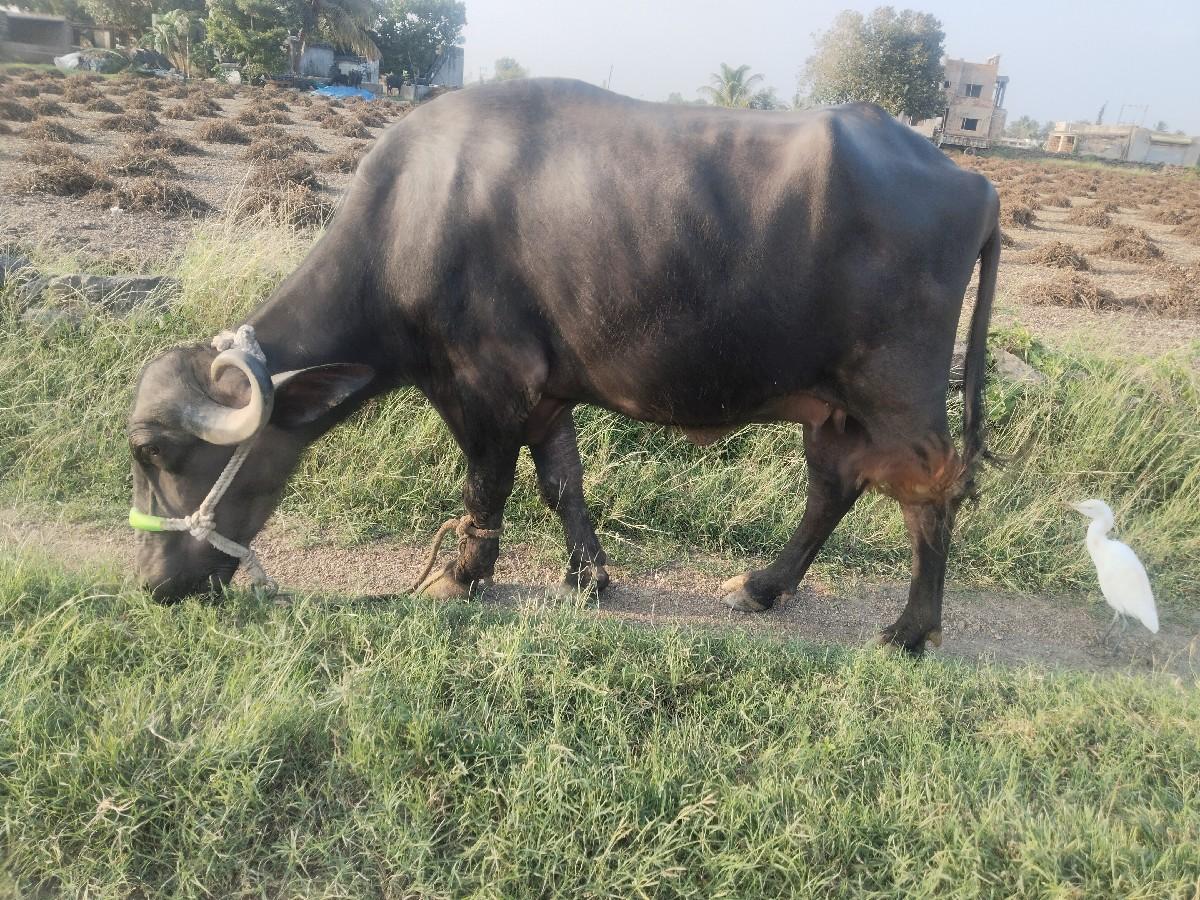 થંબનેલ 3