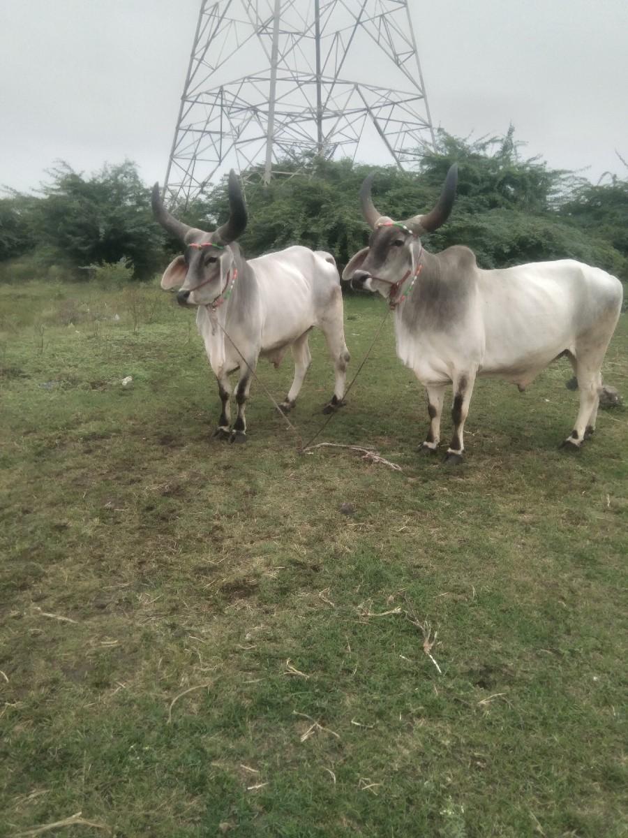 થંબનેલ 3