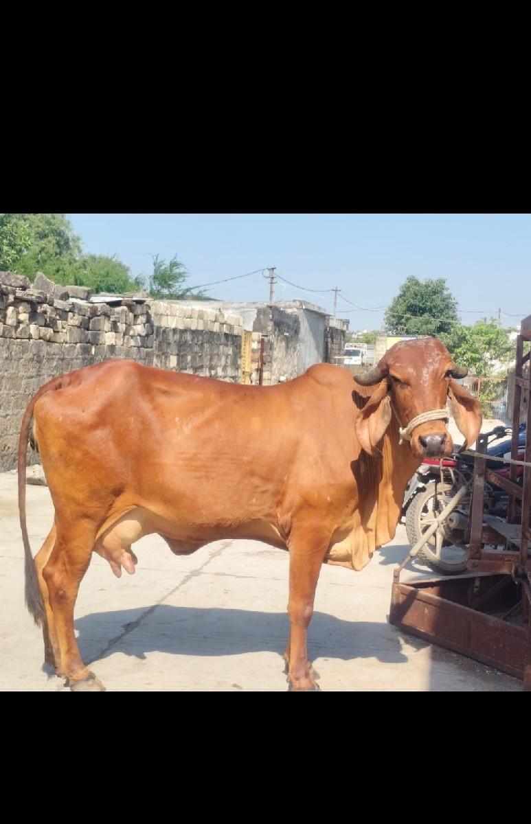 વેચવાની છે