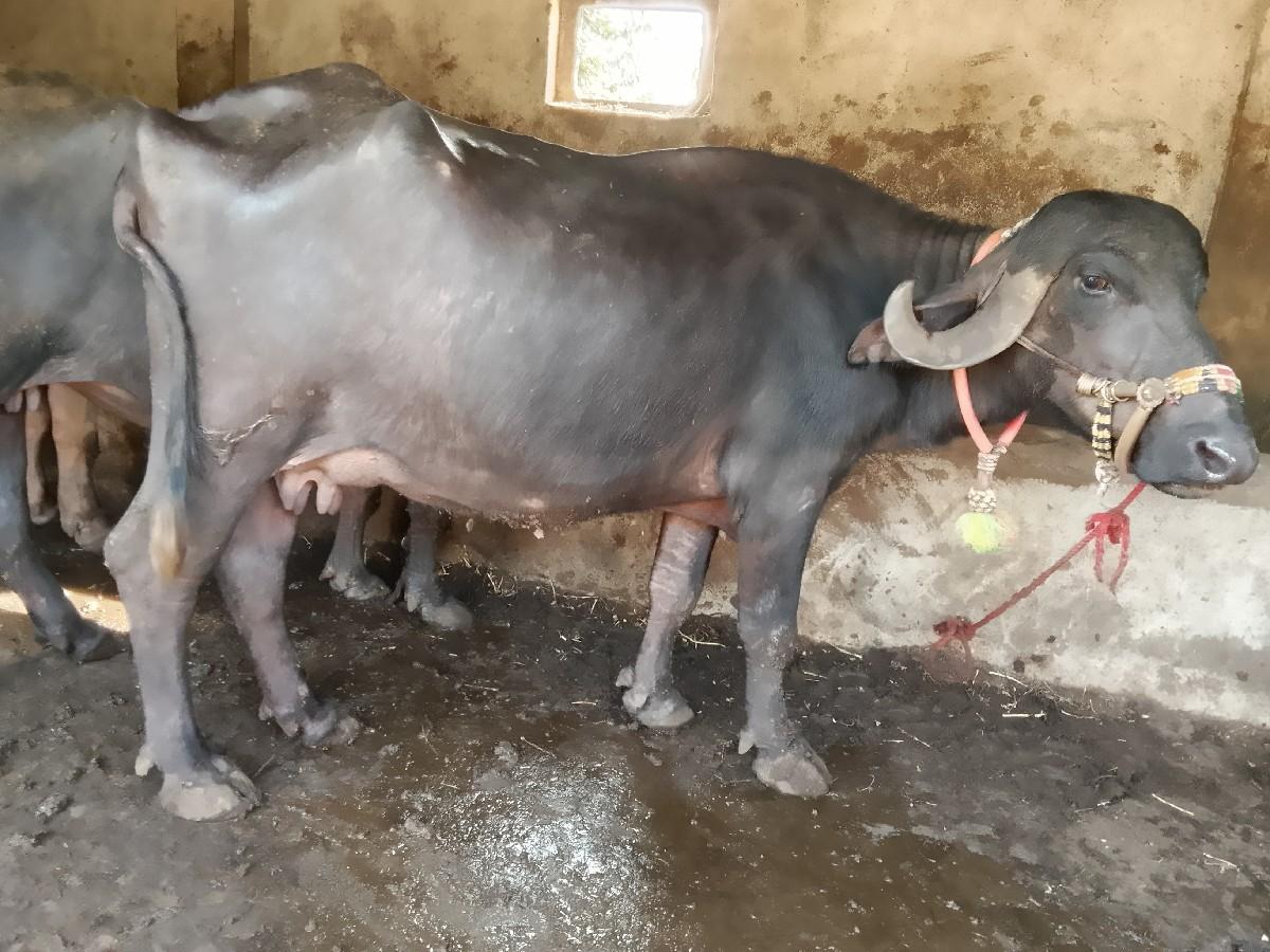 ભેસુ વેચવાની યુ છે