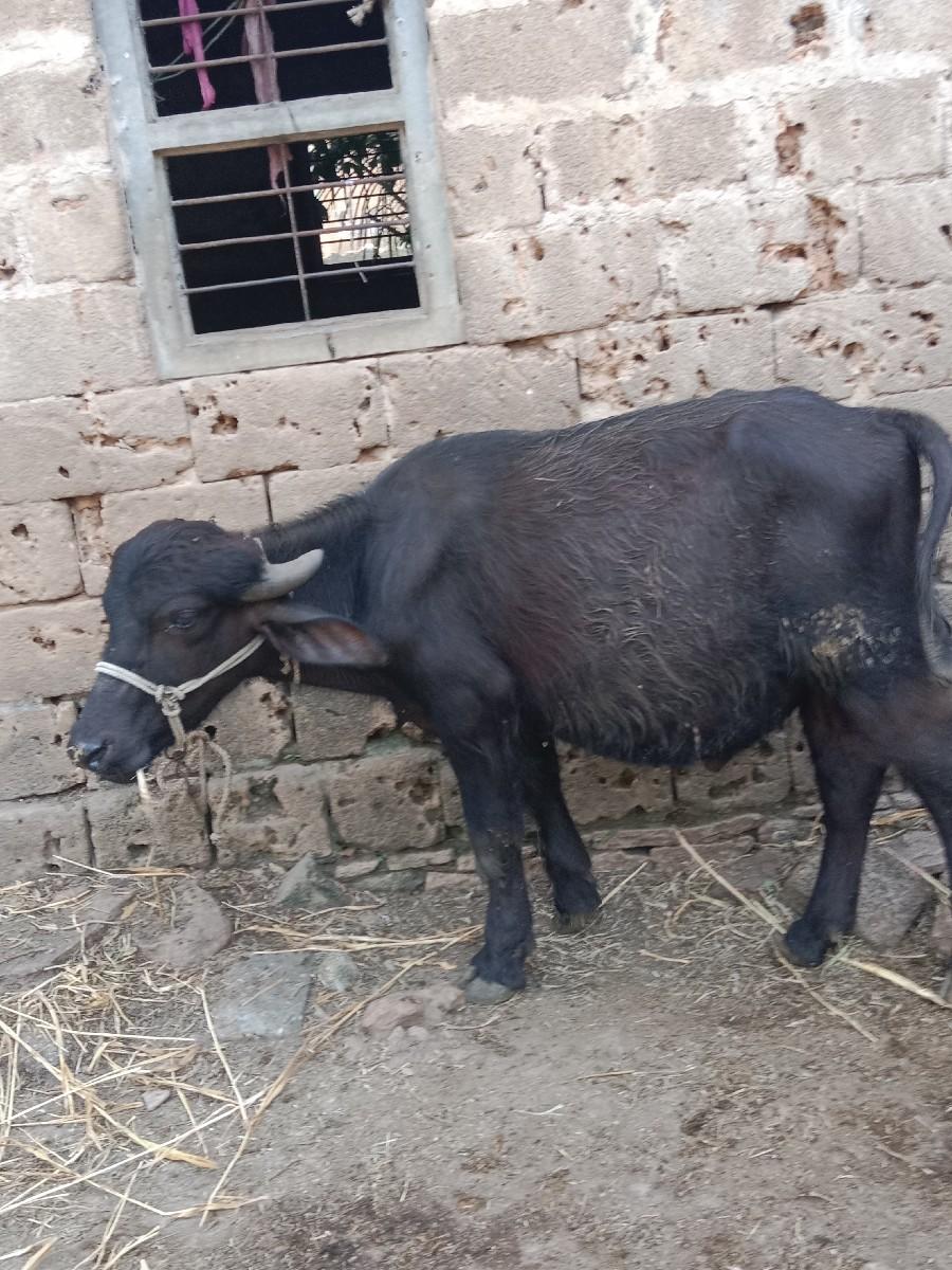 થંબનેલ 2