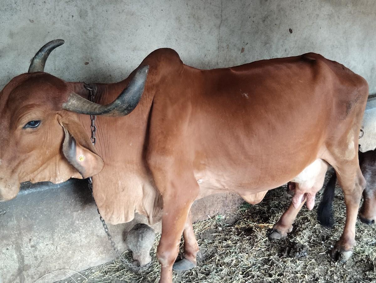 થંબનેલ 3