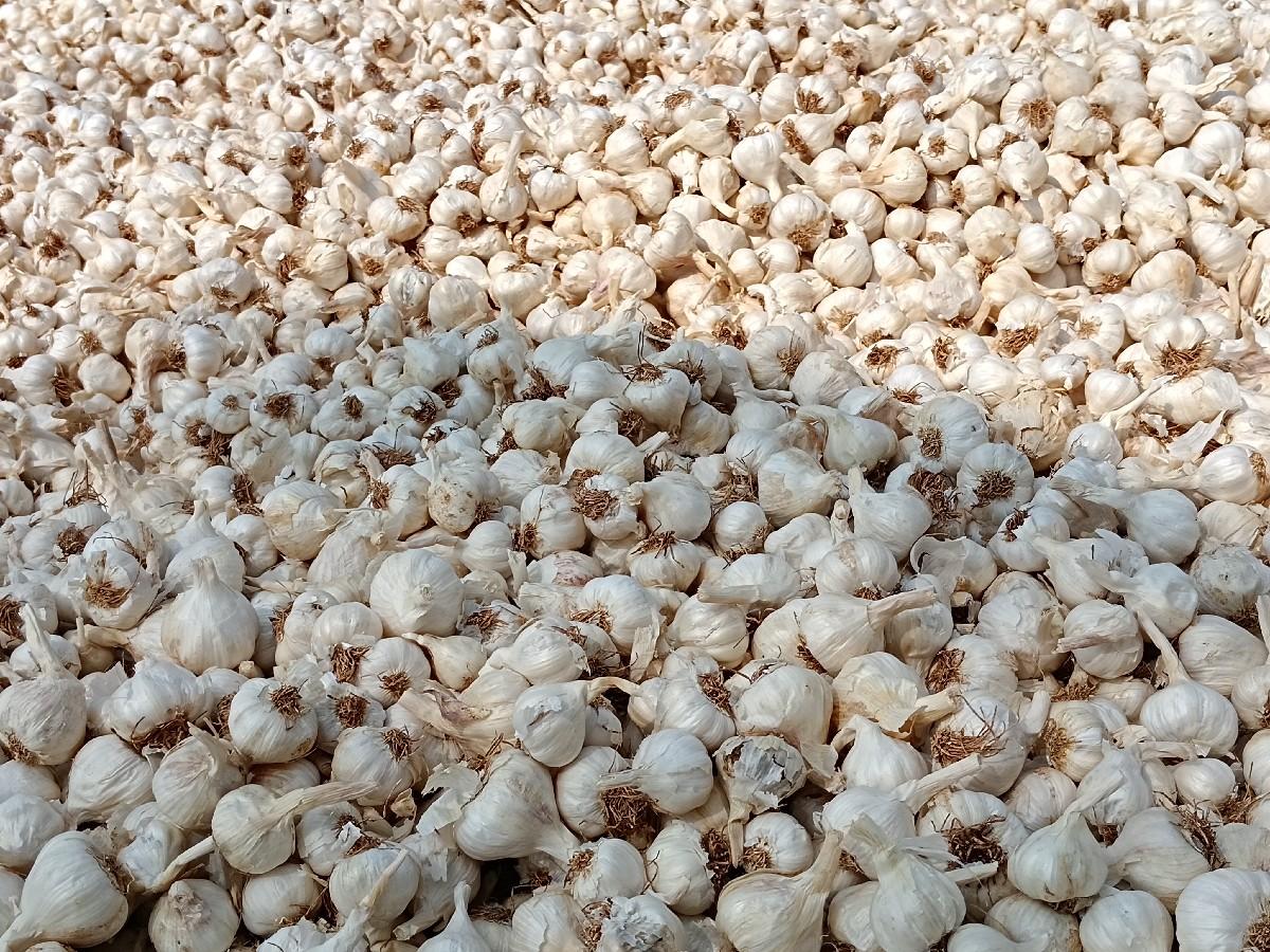 લસણ વેચવાનું છે