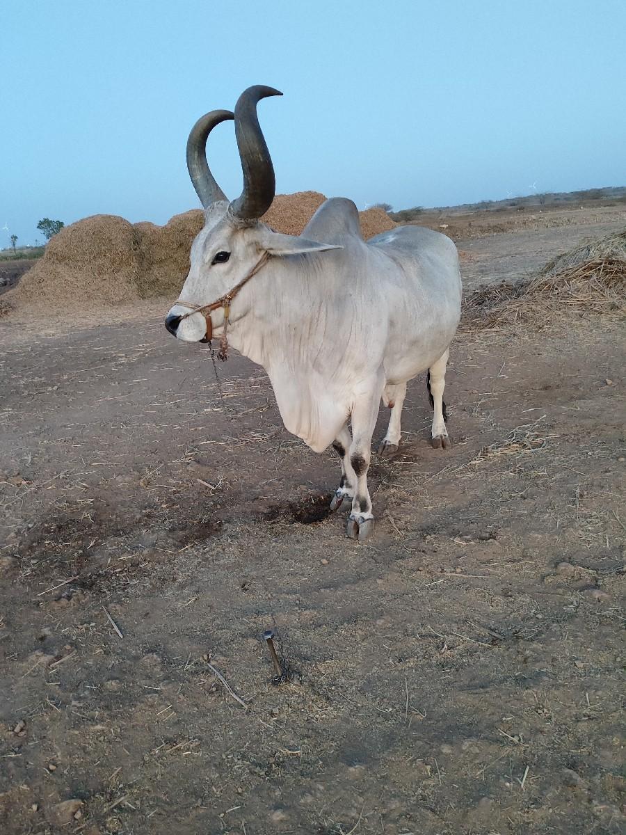 થંબનેલ 2