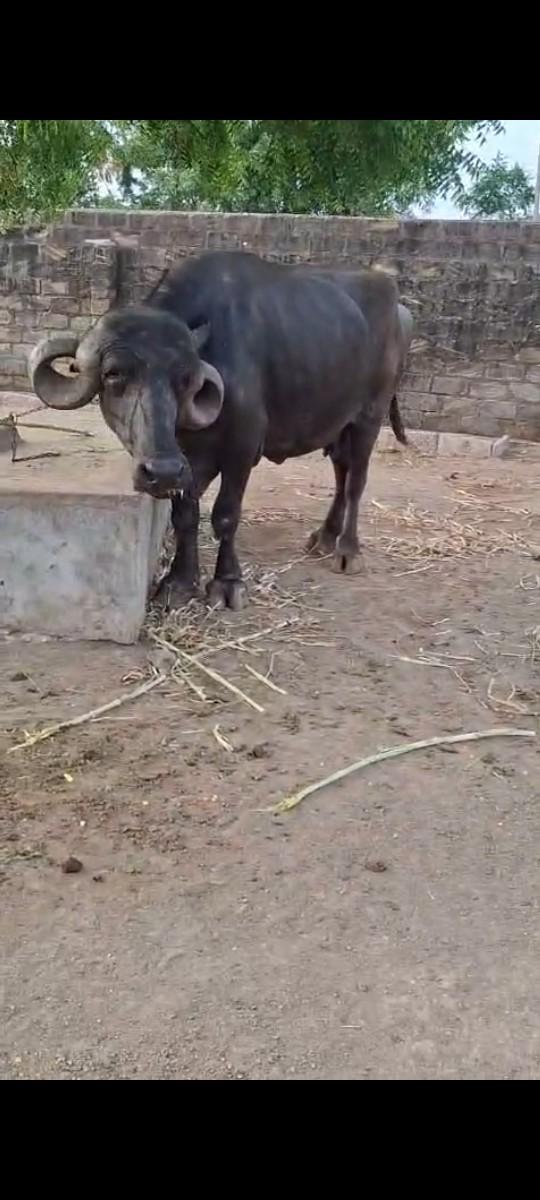 થંબનેલ 2