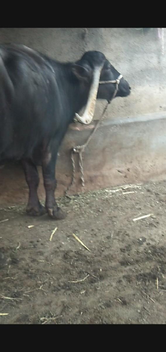 થંબનેલ 3