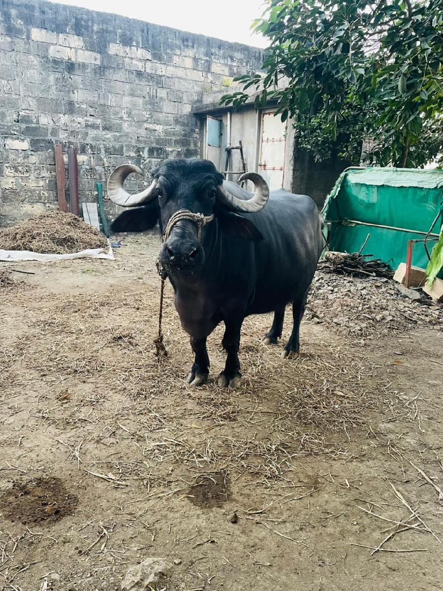 ભેશ વેચવાની છે