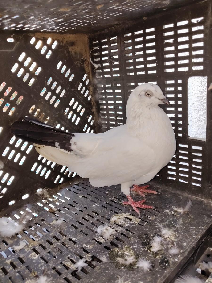 થંબનેલ 3