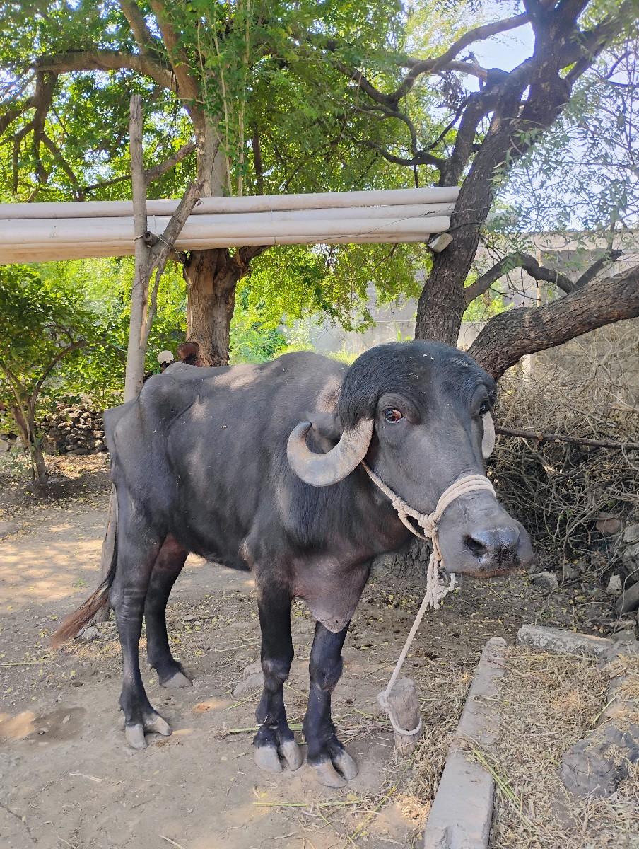 થંબનેલ 3