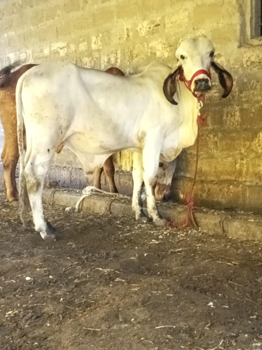 થંબનેલ 2