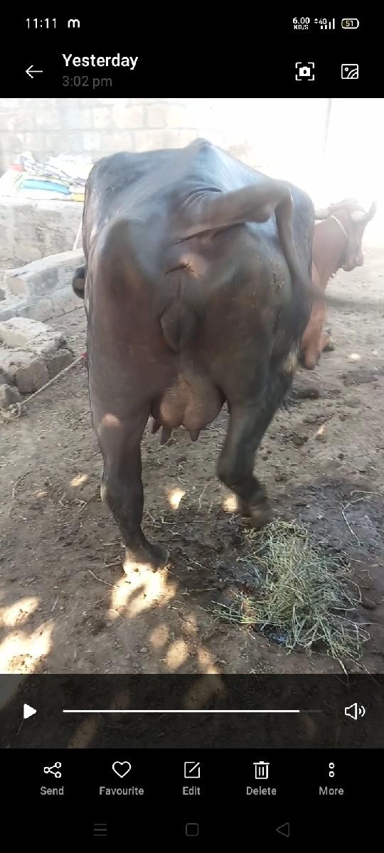 થંબનેલ 3