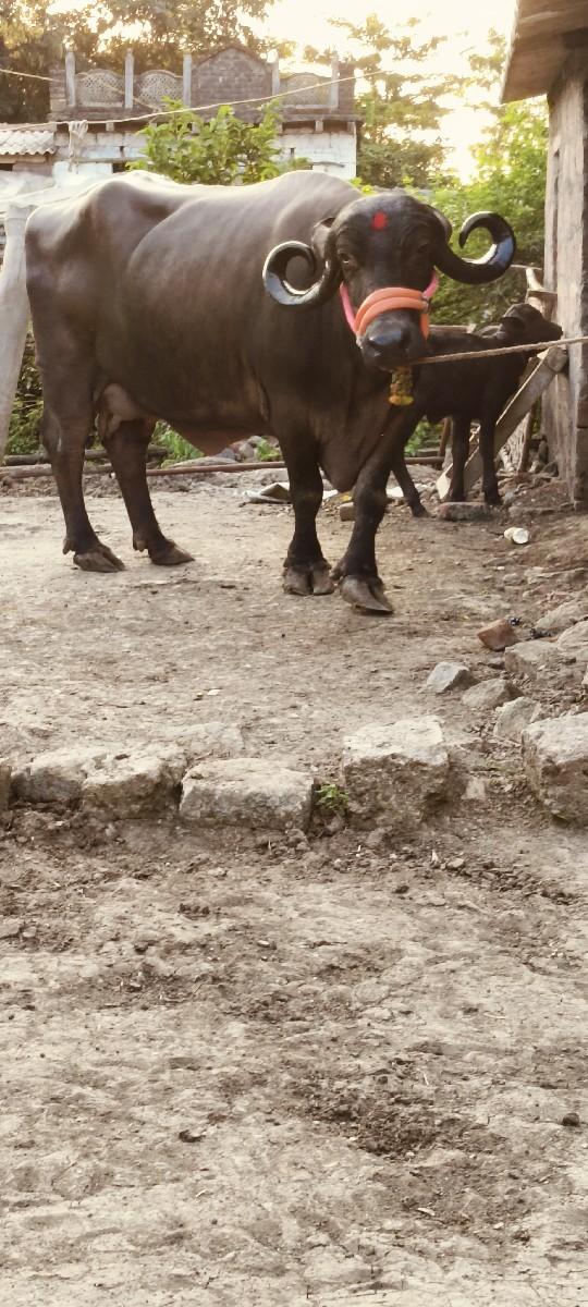 ભેંસ વેચવાની છે