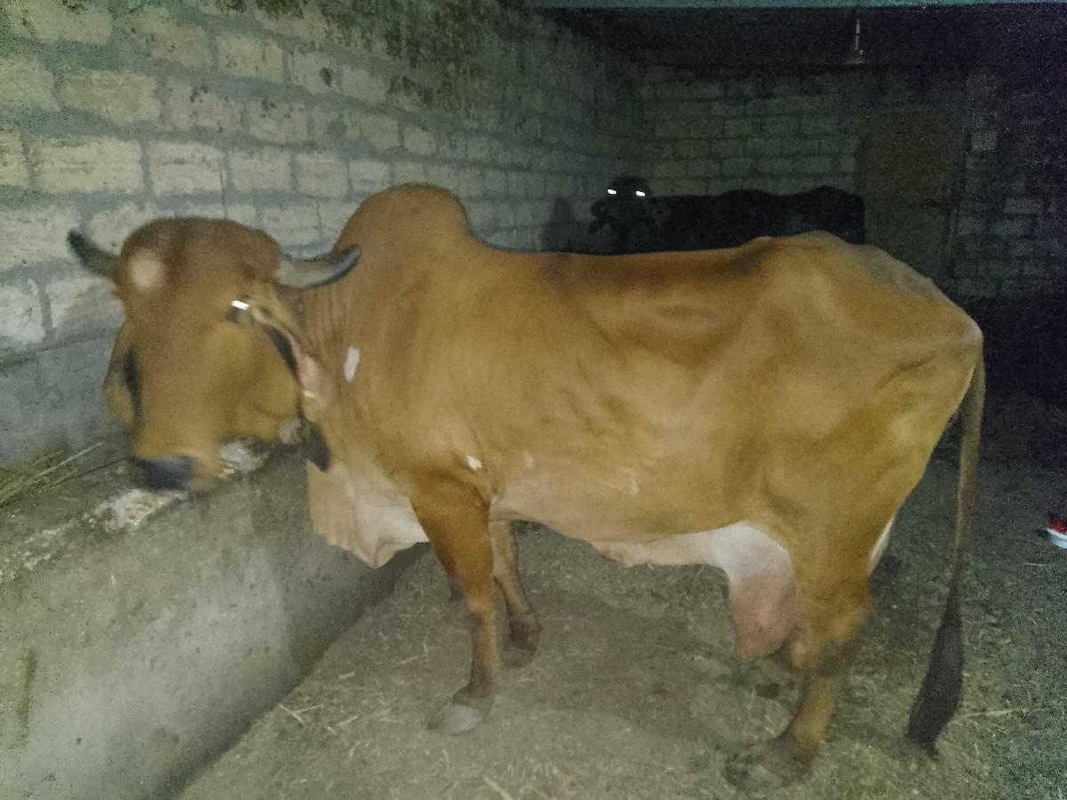 થંબનેલ 3