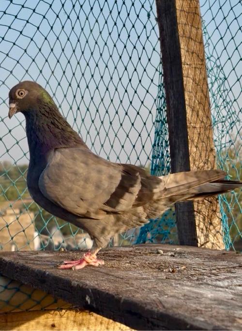 સાજનપુરી માદી