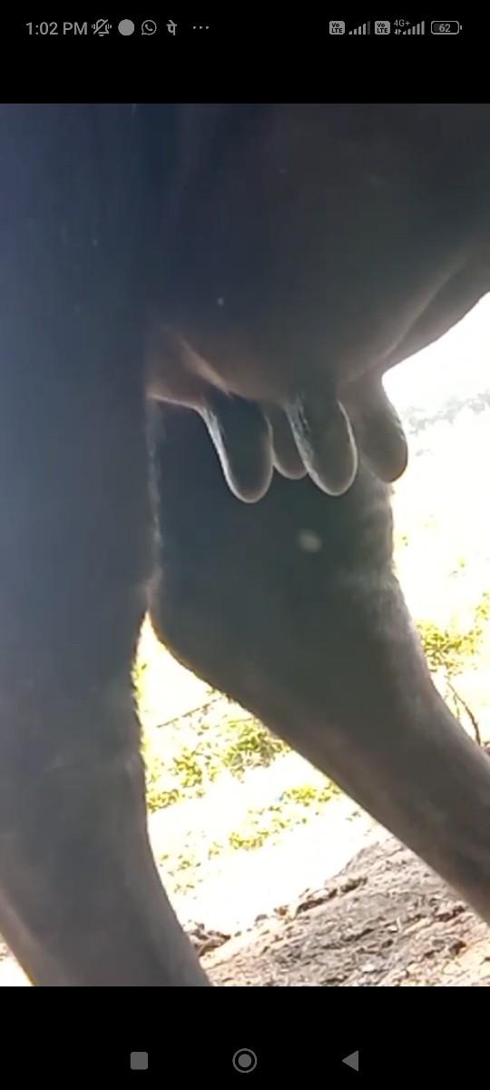 ભેસ વેચવા ની હે