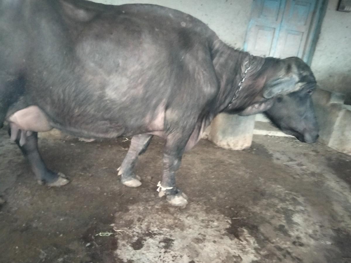 થંબનેલ 3