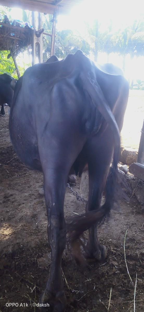 થંબનેલ 3