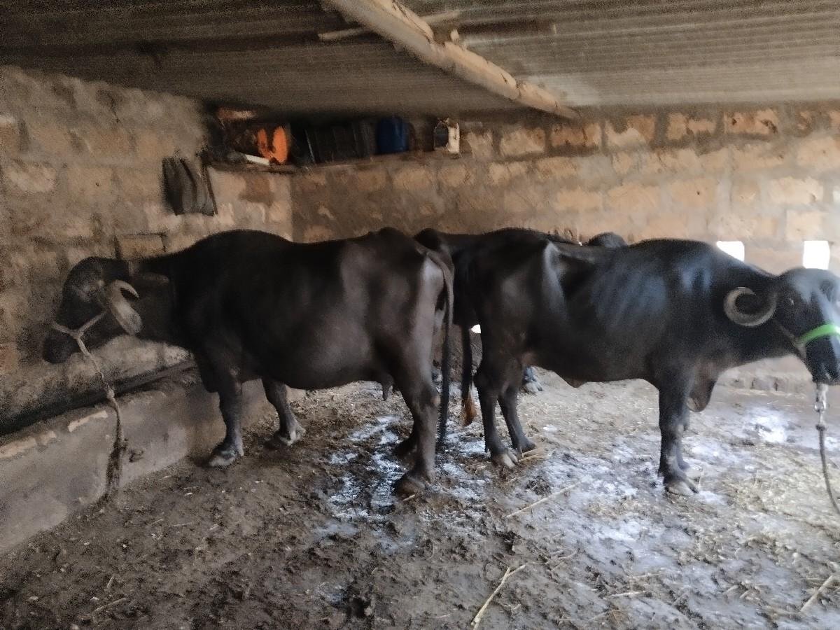 બે ભેંસ વેચવાની છે