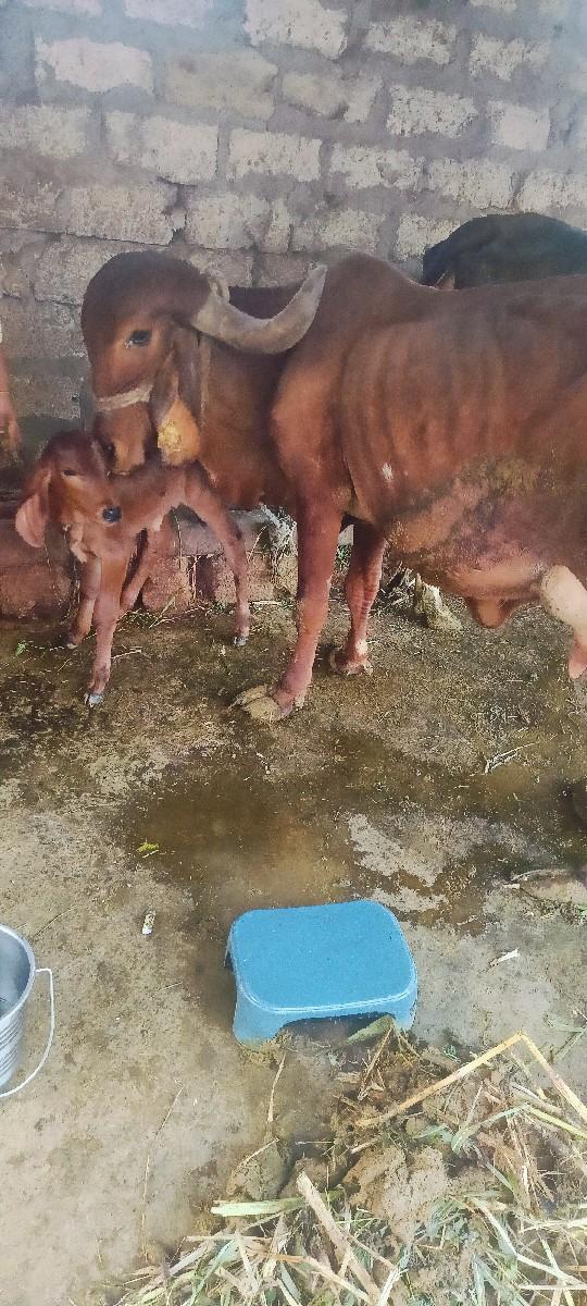 ગીર ગાય વેશ્વાની છે