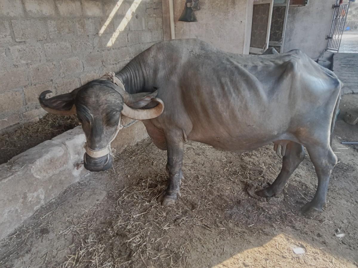 થંબનેલ 2