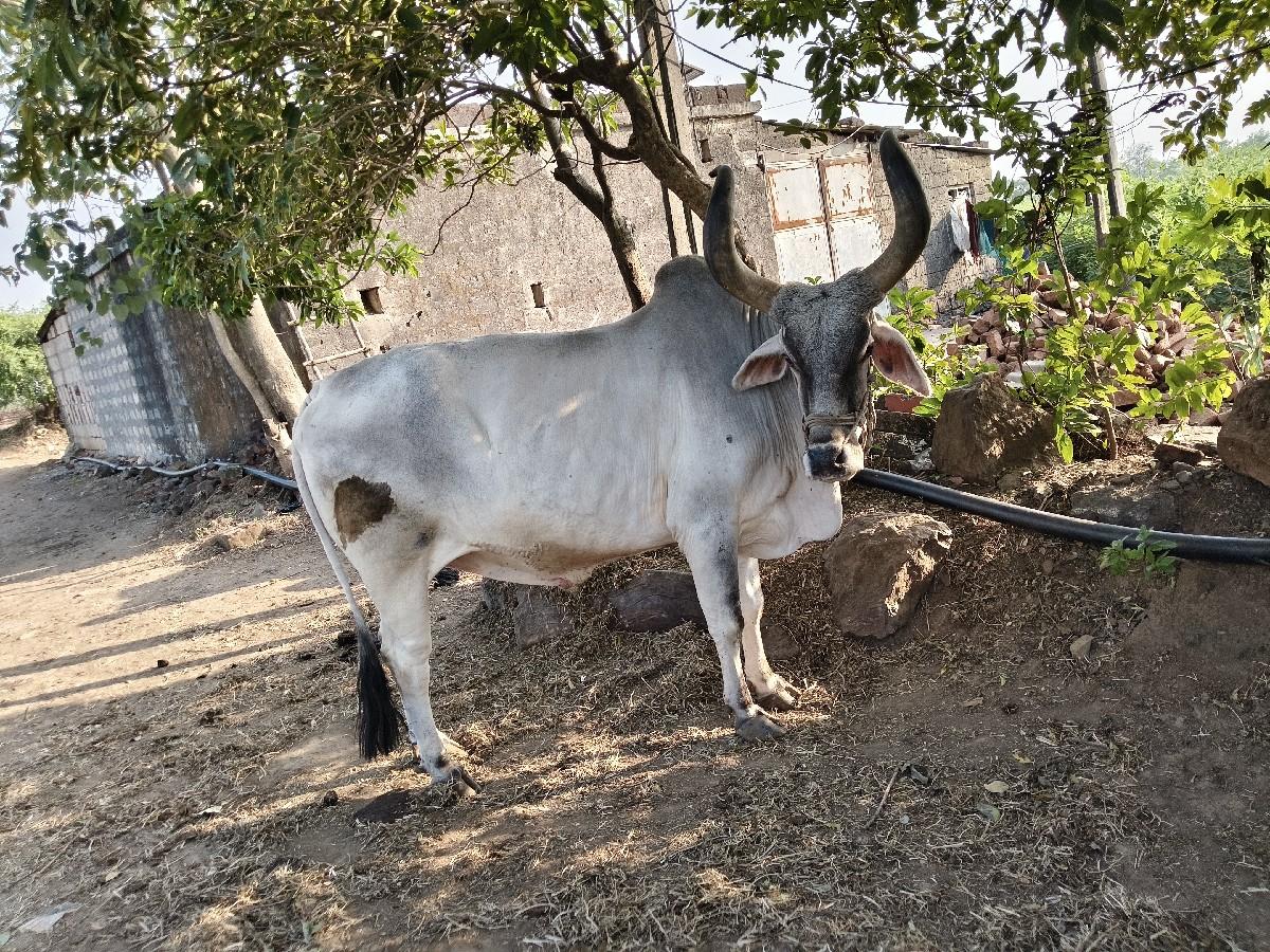 થંબનેલ 3